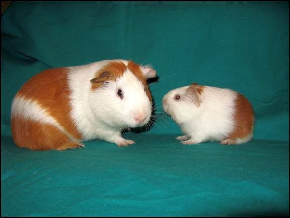 Mulder i Munja