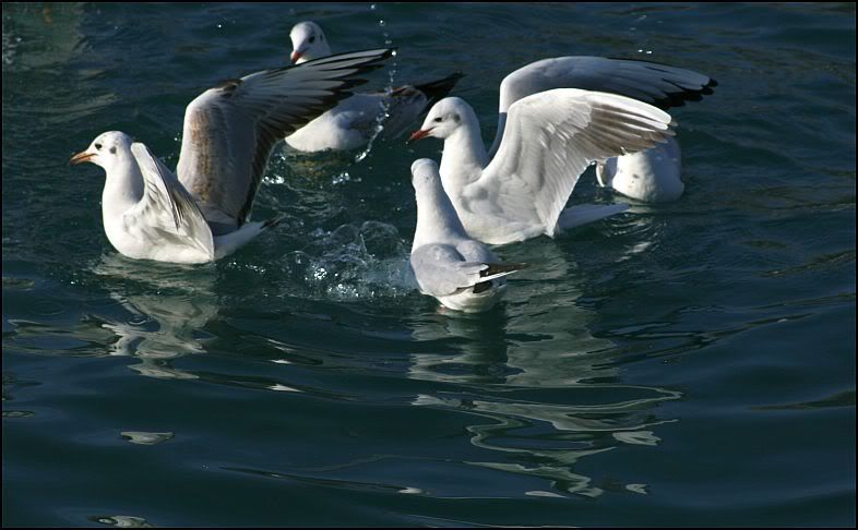 galebovi