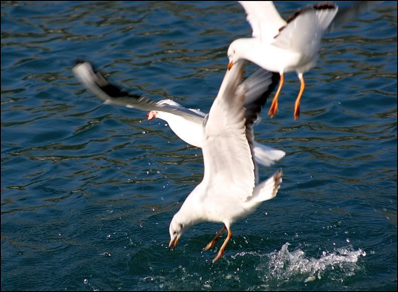 galebovi