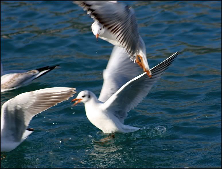 galebovi