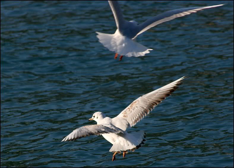 galebovi