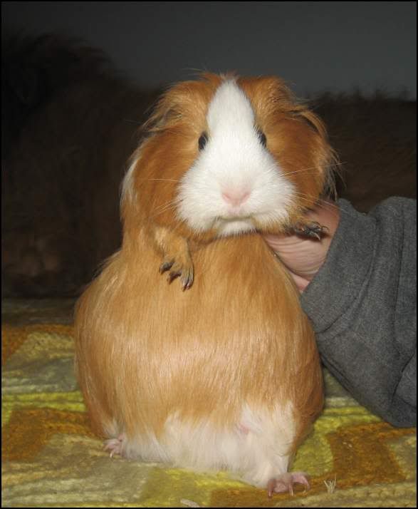 Scully