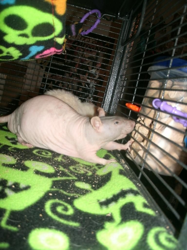 Easy DIY food hopper The Rat Shack Pet Rat Forum