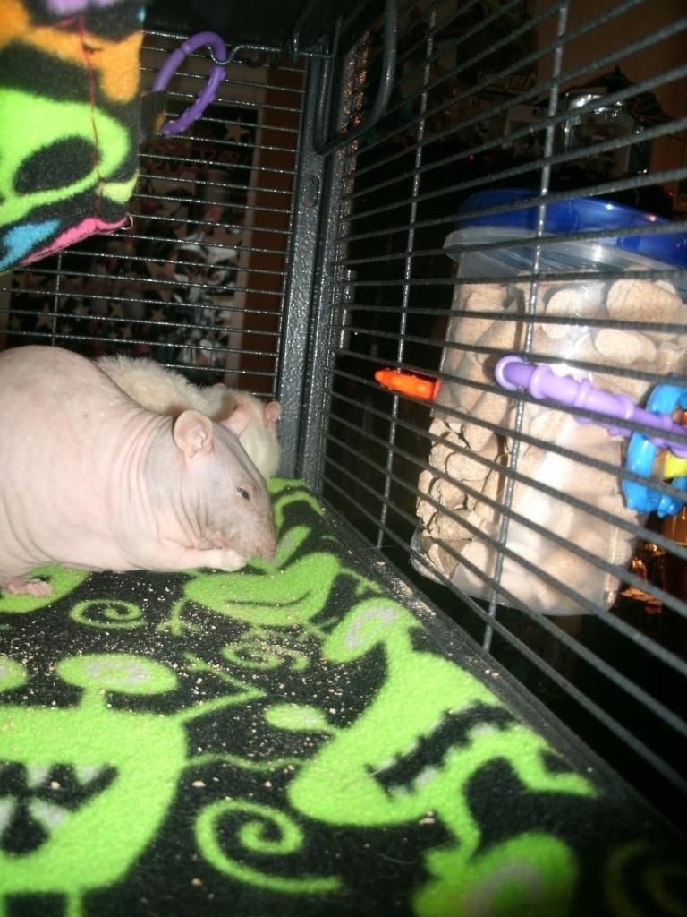 Easy DIY food hopper The Rat Shack Pet Rat Forum