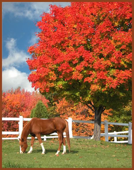 Horse in fall Pictures, Images and Photos