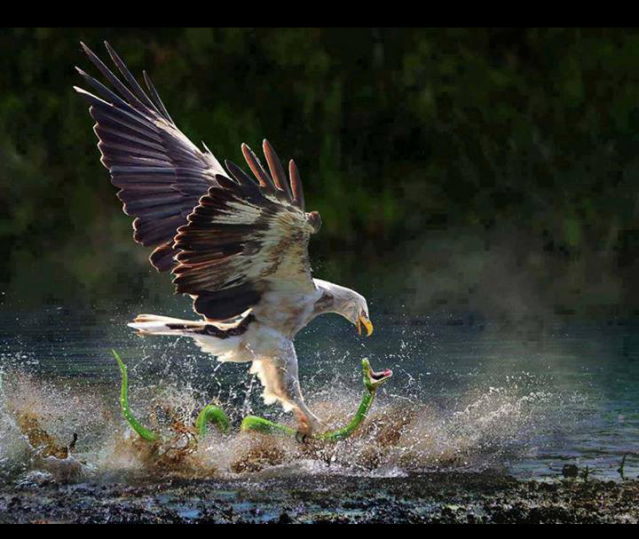 TEXAS HUNTING FORUM visual data 6