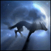 night wolf Pictures, Images and Photos