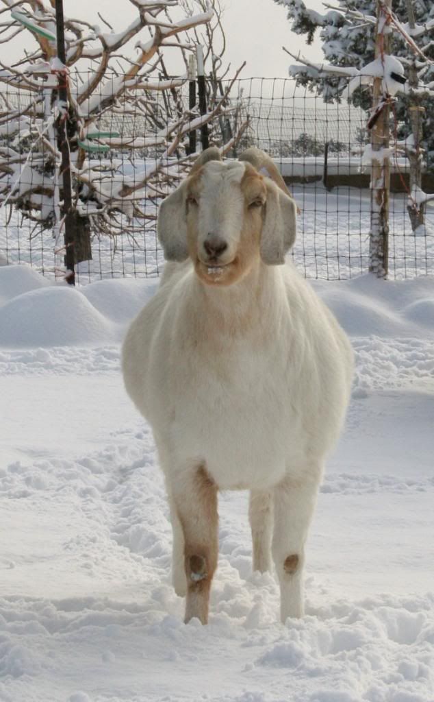 Constipated Goat? Homesteading Forum