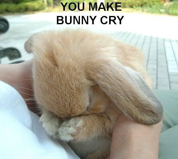 you-make-bunny-cry.jpg image by kcmblm19