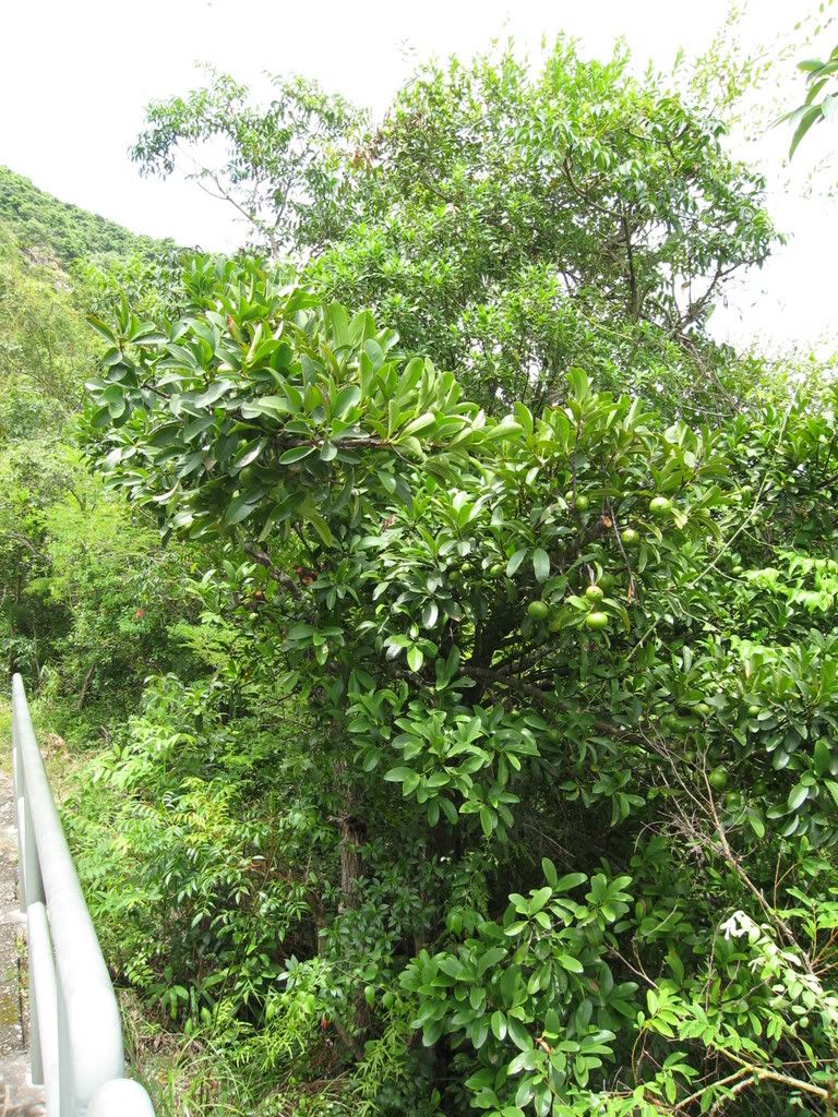 岭南山竹子,黄牙果 garcinia oblongifolia 山竹子科