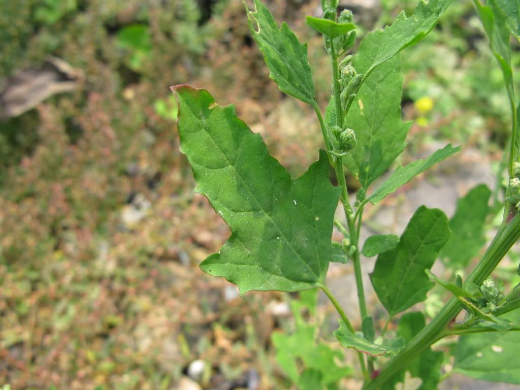 小藜chenopodium ficifolium 藜科(草本)