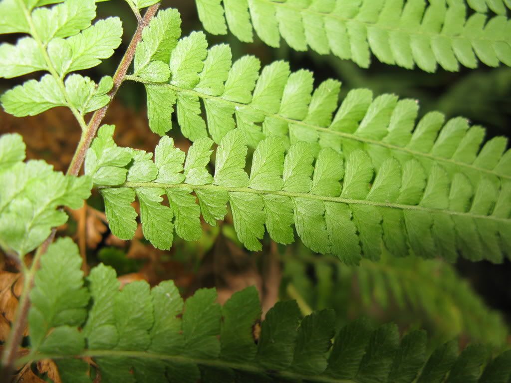 蕨类植物 pteridophytes 03 粗毛鳞盖蕨 microlepia strigosa 碗蕨