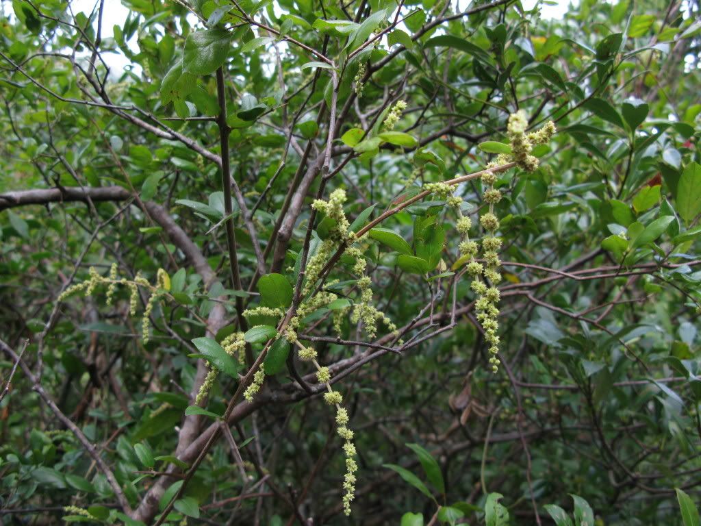 雀梅藤,酸味 sageretia thea 鼠李科(灌木)