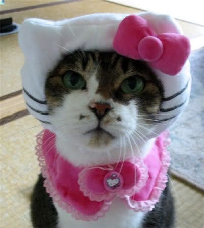  Kitty Hoodies on Hello Kitty Cat Clothing 01 Jpg Picture By Maximuspistachio
