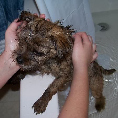 bathing & caring for new puppy