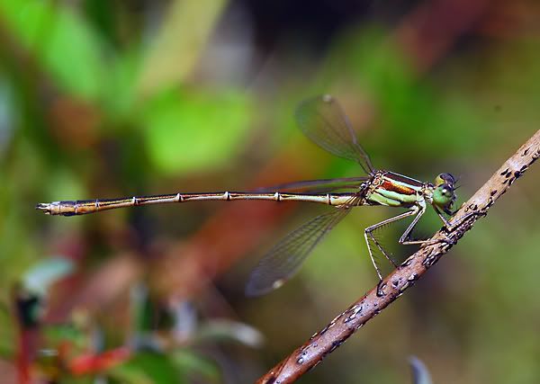 http://i195.photobucket.com/albums/z70/daaaaf/lestes_barbarus600.jpg http://i195.photobucket.com/albums/z70/daaaaf/lestes_barbarus600.jpg