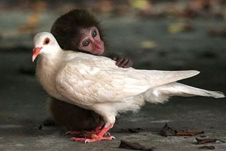 baby-monkey-with-pigeon-mom.jpg picture by Xio_pr36