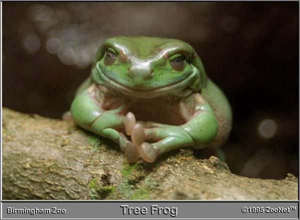 treefrog.jpg