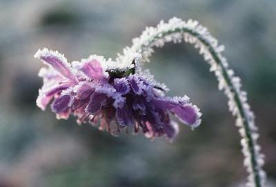 frozen purple winter flower