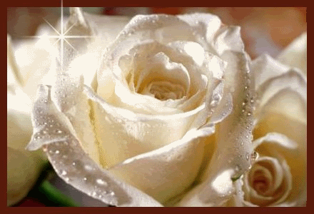 white rose sparkle