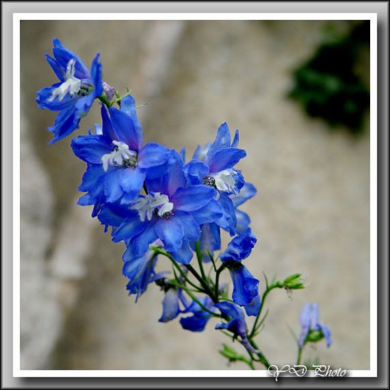 blueflower