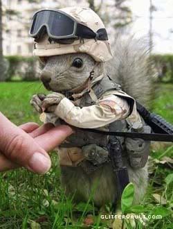 http://i195.photobucket.com/albums/z13/triplike_i_do/Animals/military-squirrelcopy.jpg