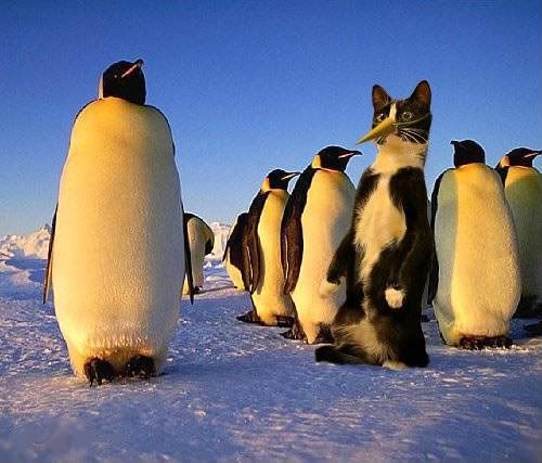 http://i195.photobucket.com/albums/z13/triplike_i_do/cats/pinguin.jpg