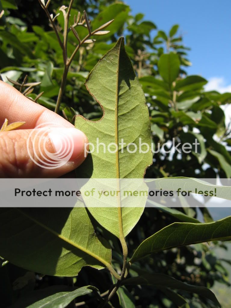 软荚红豆 ormosia semicastrata hance 蝶形花科(乔木) - 双子叶植物